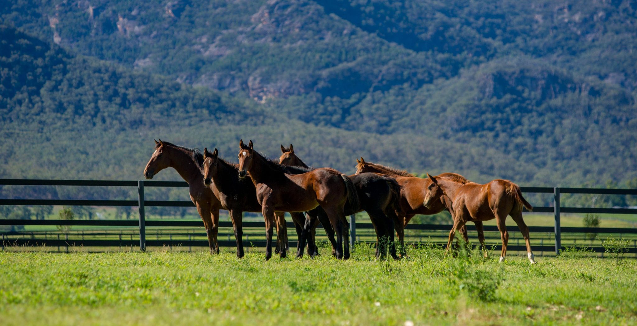 Home Duncan Equine New Zealand
