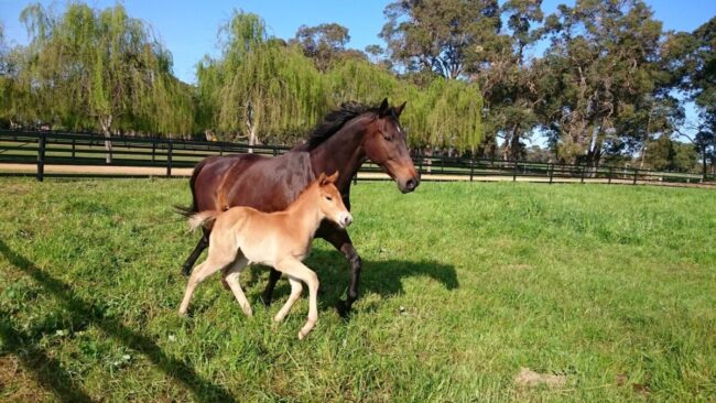 Forest View Farm, WA foaling paddocks
