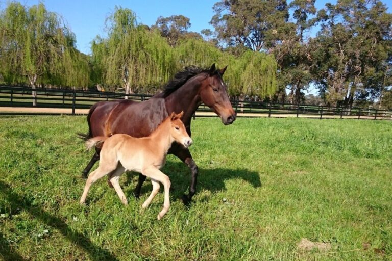 foaling paddocks