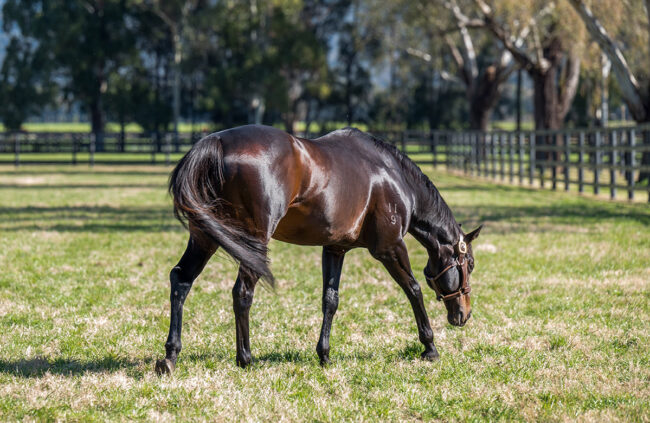 fencing-stallions-safely2