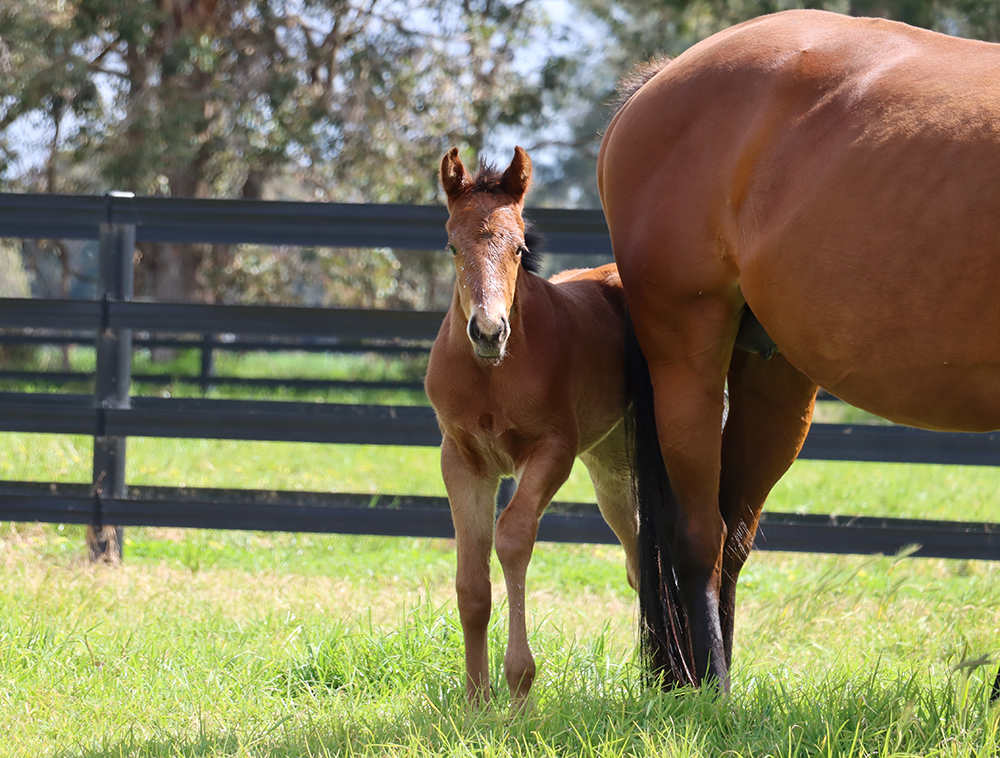Foaling Fencing Checklist - Are you ready?