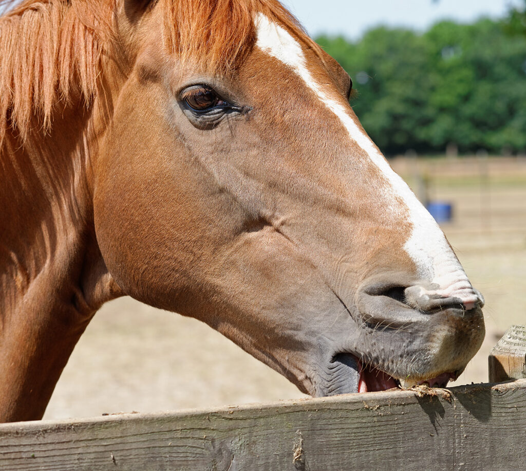 Preventing bad habits in horses with fencing