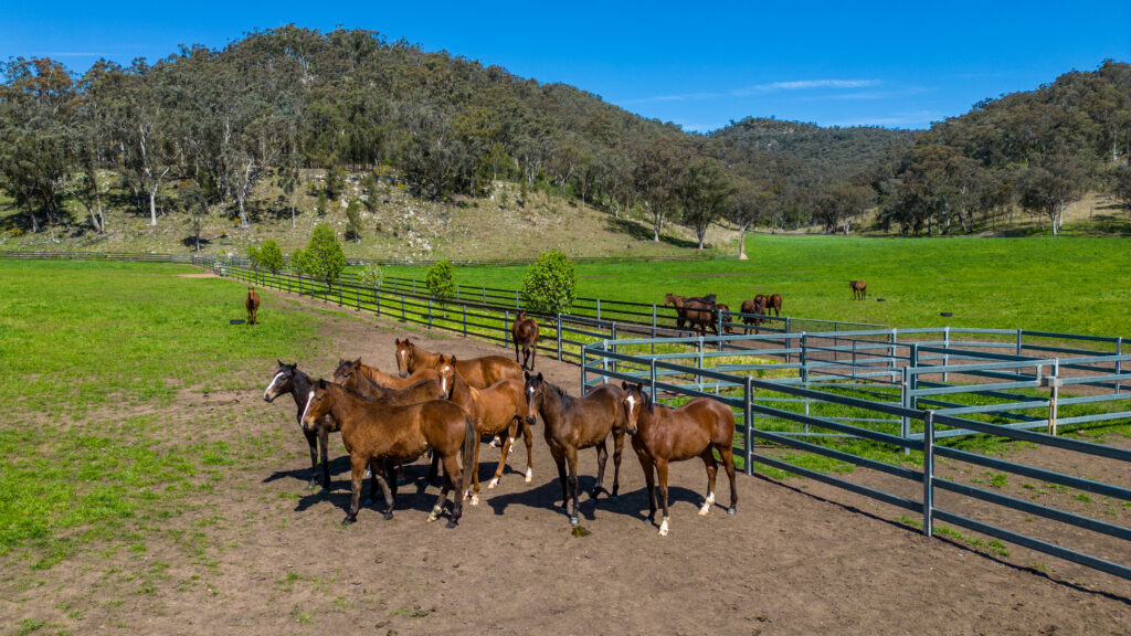 Thoroughbred Paddock Holding Pens