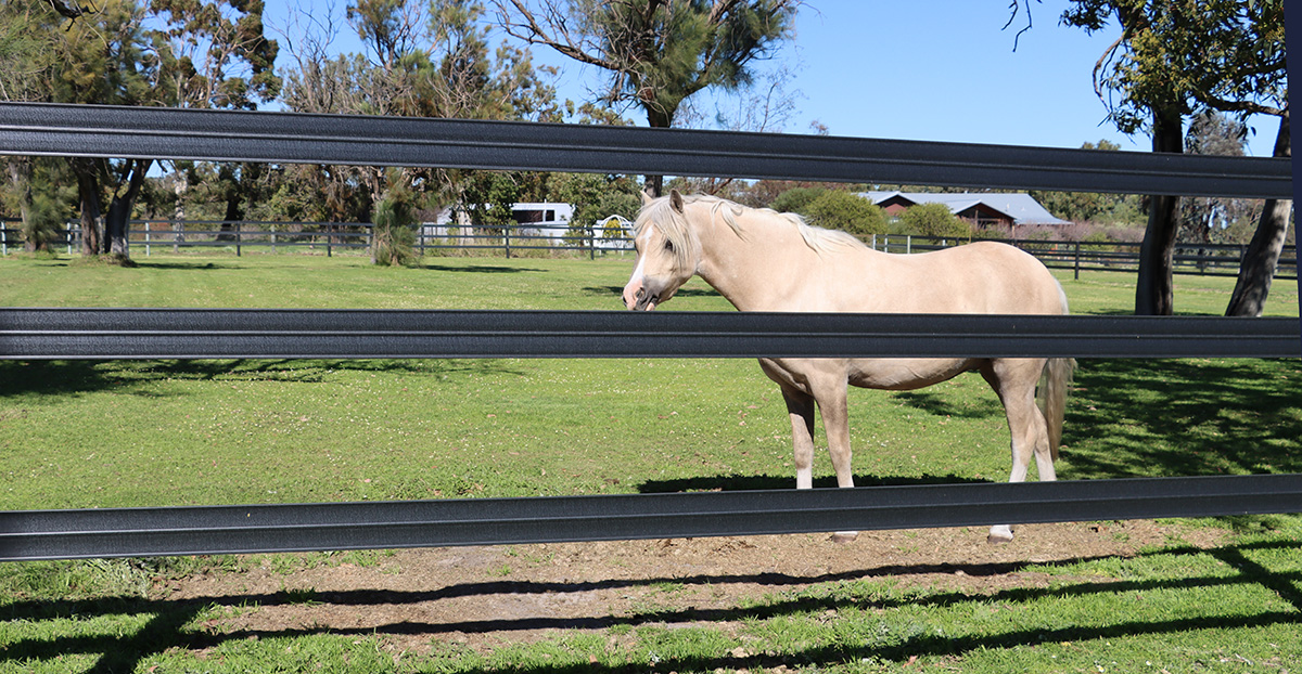 fencing-ponies